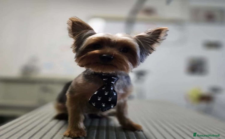 Yorkshire cani a Provincia di Como - Annuncio 1