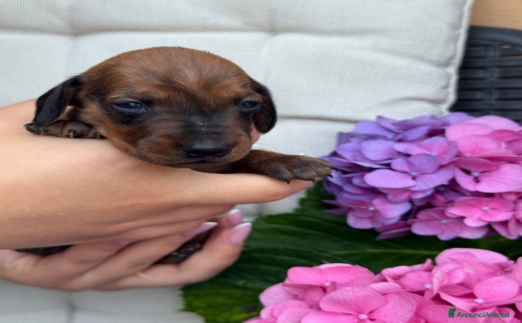 Bassotto cani a Provincia di Lecco - Annuncio 1