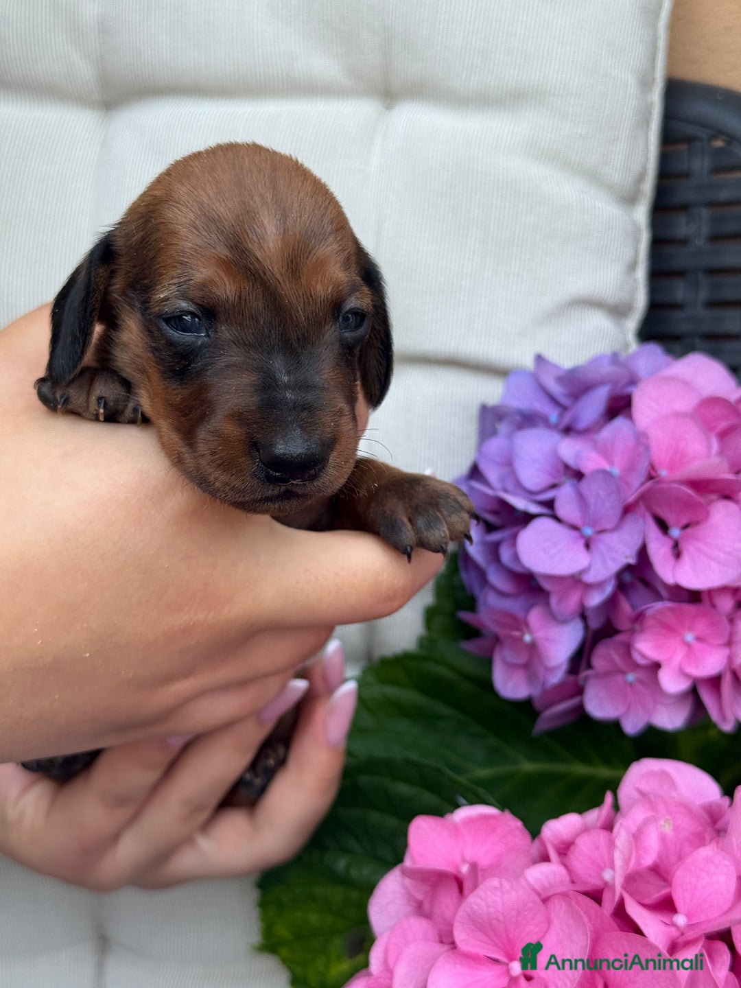 Bassotto cani in vendita: Cuccioli di bassotto tedesco  a Provincia di Lecco - Immagine 1