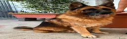 Pastore Tedesco cani in regalo: IBRA PASTORE TEDESCO - Annuncio 5