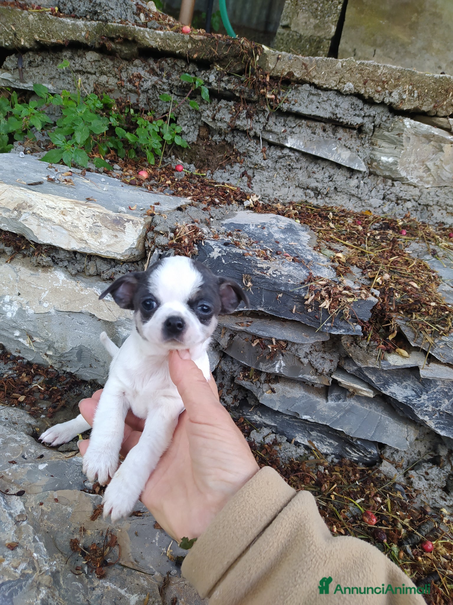 Chihuahua cani Chihuahua cucciola femmina  - Annuncio 2