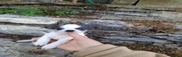 Chihuahua cani in vendita: Chihuahua cucciola femmina  - Annuncio 1