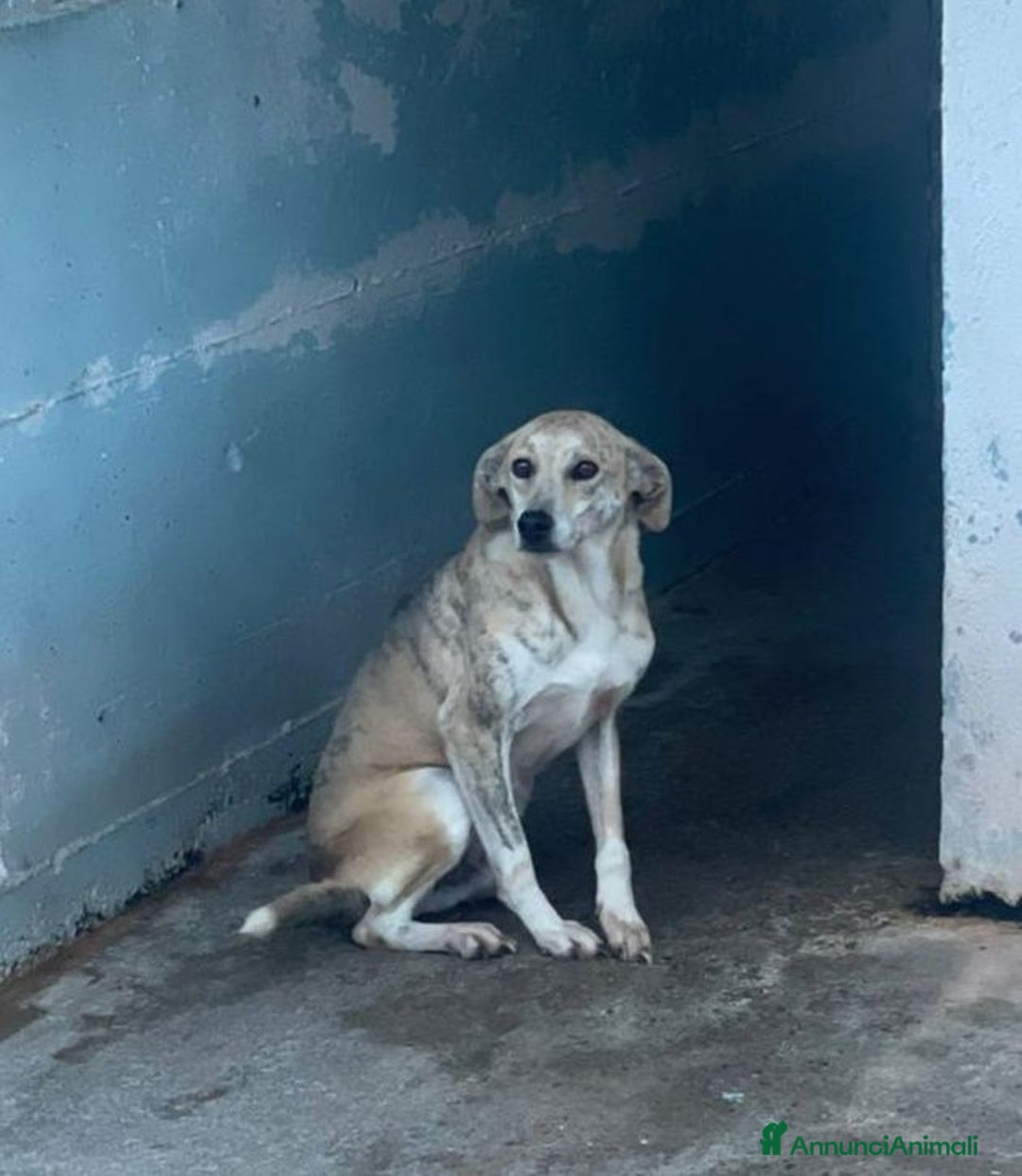 Meticcio cani in regalo: Gustavo - Annuncio 1