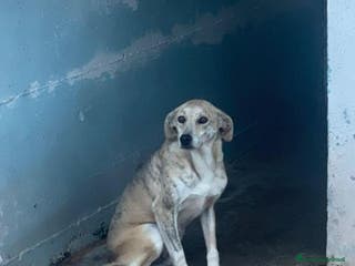 Meticcio cani Gustavo - Annuncio 17