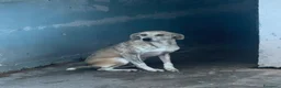 Meticcio cani in regalo: Gustavo - Annuncio 1