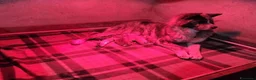 Akita Inu cani in vendita: AKITA a Città metropolitana di Messina - Annuncio 2