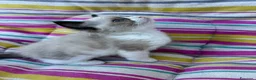 Ragdoll gatti in vendita: Famiglia ragdoll a Città Metropolitana di Torino - Annuncio 7