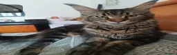 Maine Coon gatti in vendita: Bellissima cucciola Maine coon  - Annuncio 2
