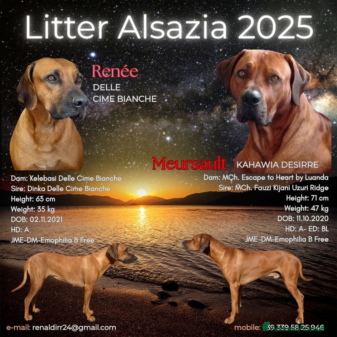 Rhodesian Ridgeback cani in vendita: Cuccioli di Rhodesian Ridgeback disponibili - Annuncio 4