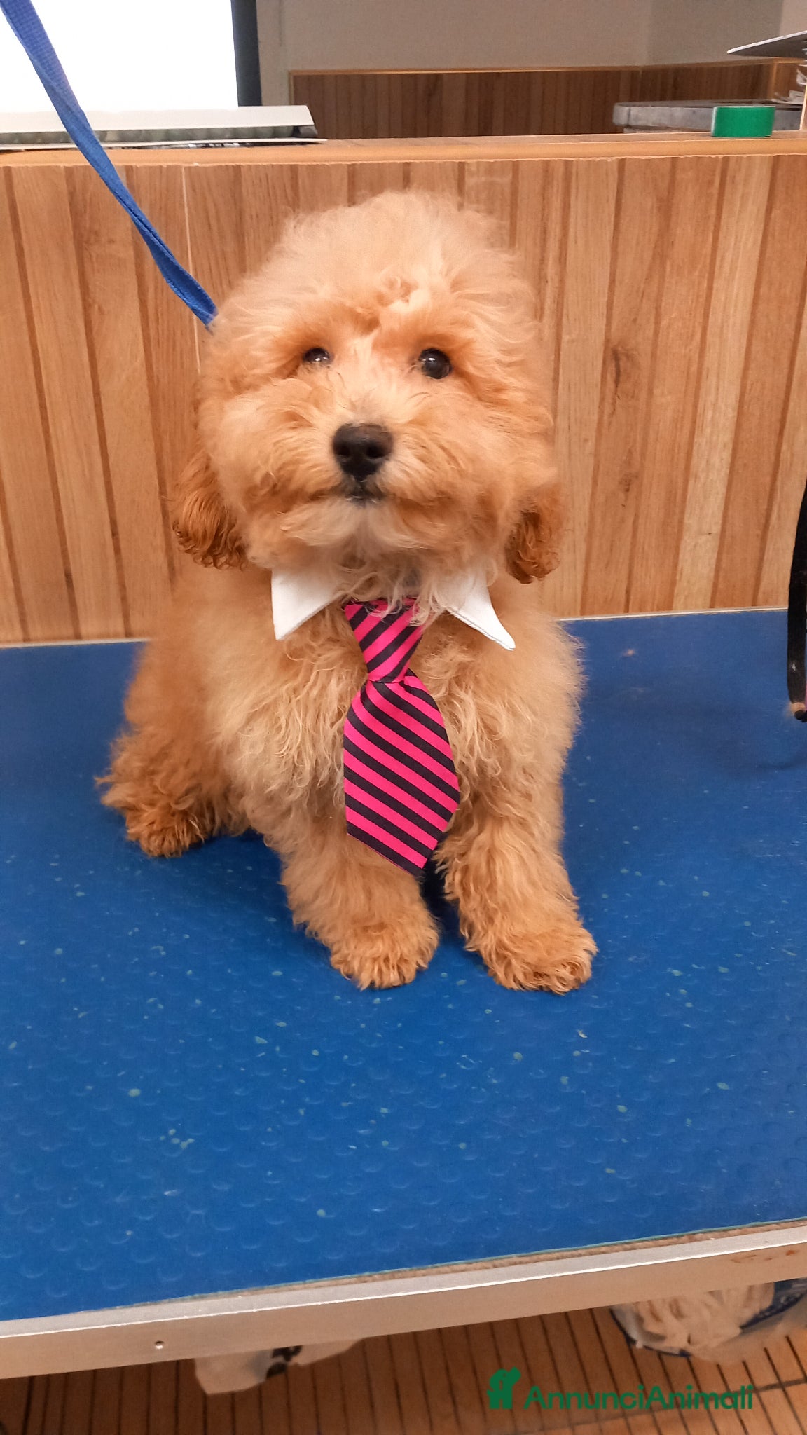 Barboncino cani Barboncino Albiccoca  - Annuncio 1