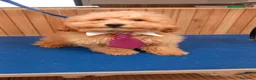 Barboncino cani in vendita: Barboncino Albiccoca  - Annuncio 1
