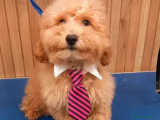 Barboncino cani Barboncino Albiccoca - Annuncio 1