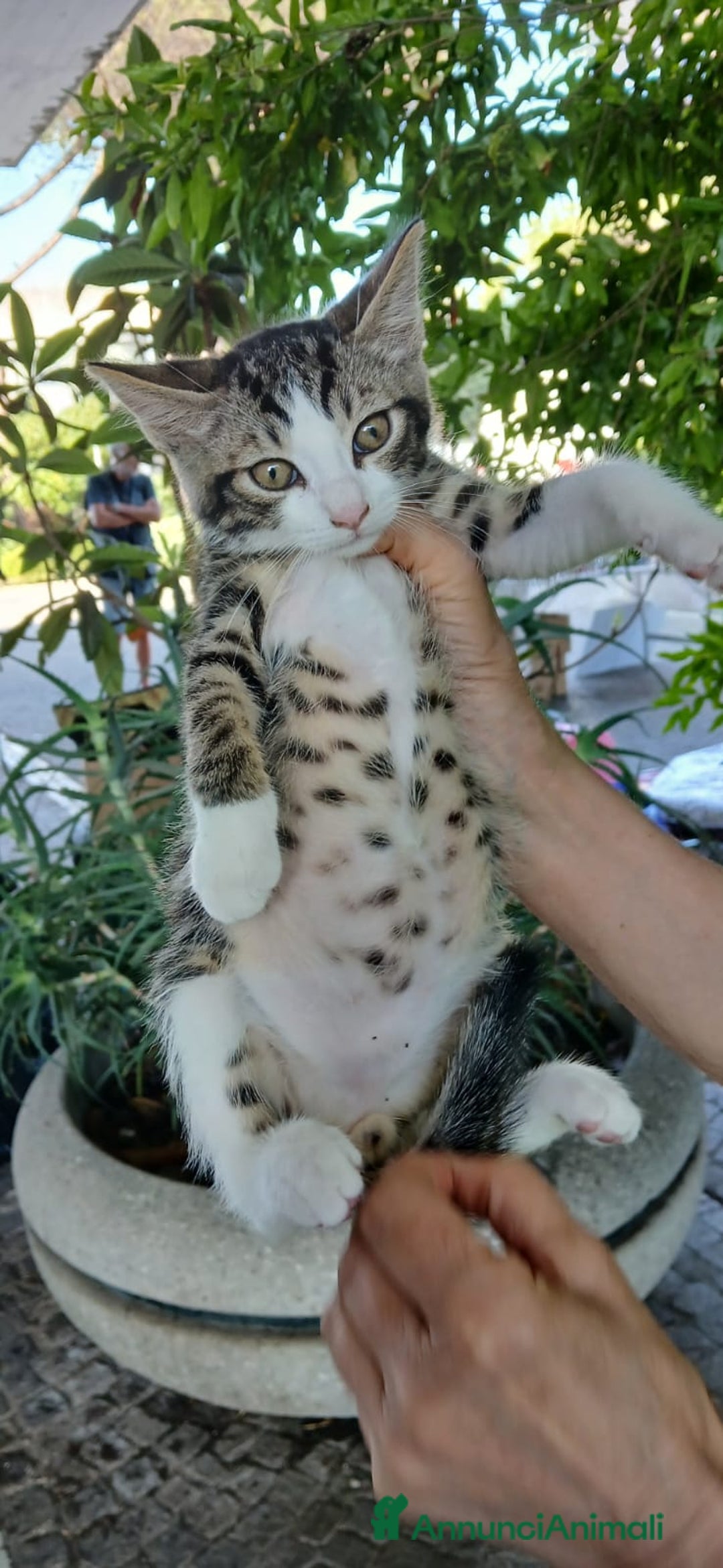 Altre razze gatti in regalo: 4 meravigliosi cuccioli cercano casa a Città metropolitana di Roma Capitale - Annuncio 3