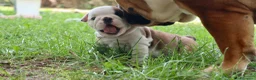 Bulldog cani in vendita: Cuccioli Bulldog Inglese con Pedigree - Annuncio 20