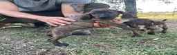 Segugio Maremmano cani in vendita: Cucciolata segugi maremmani  - Annuncio 9