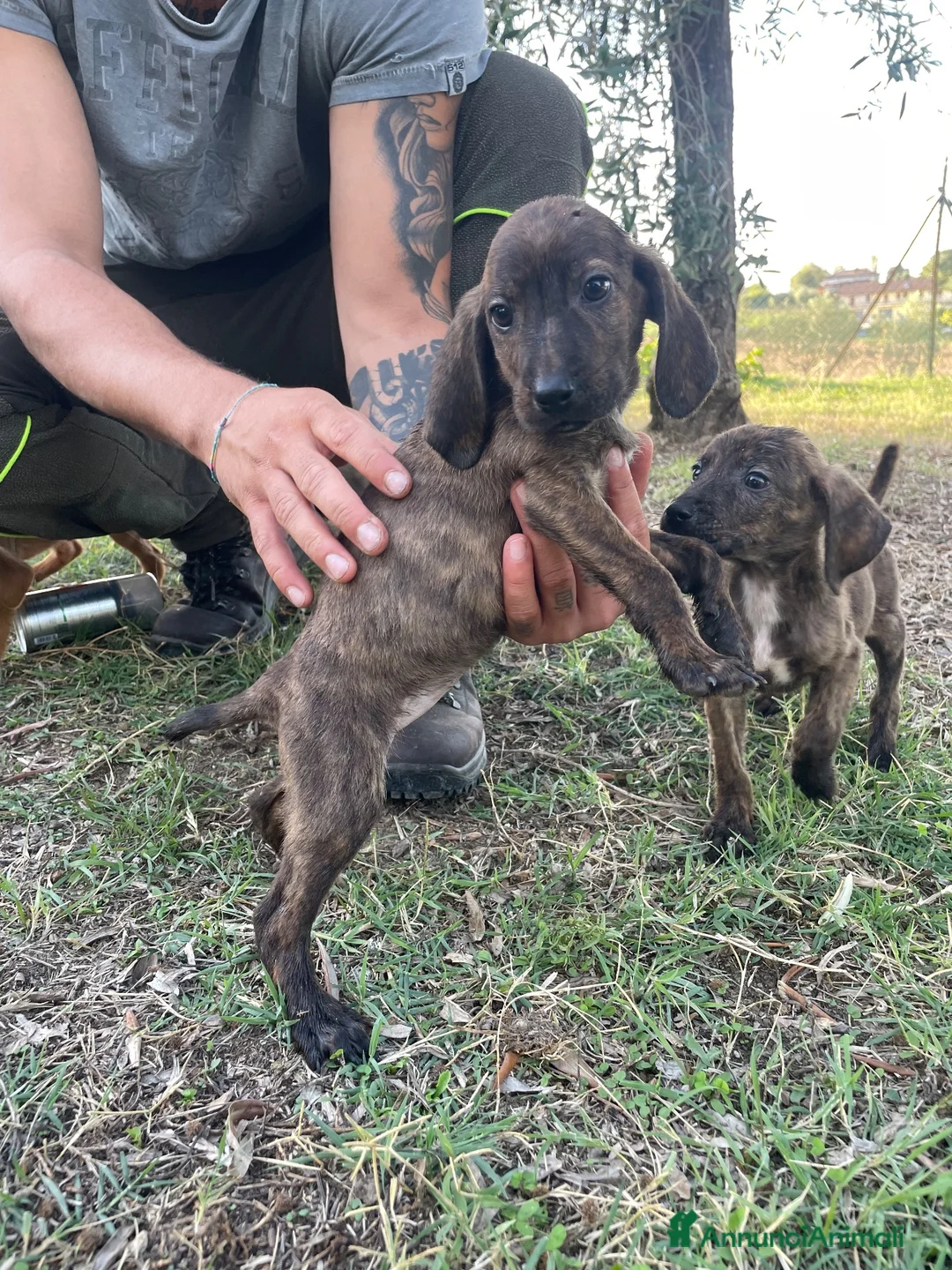 Segugio Maremmano cani in vendita: Cucciolata segugi maremmani  - Annuncio 9