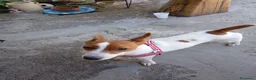 Jack Russell cani in vendita: Jack Russel  a Provincia di Catanzaro - Annuncio 11
