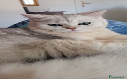 British gatti in vendita: British Silver point tabby  - Annuncio 1