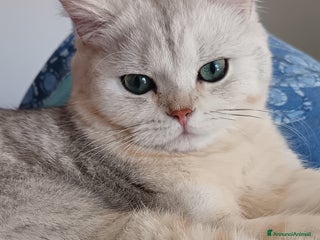 British gatti British Silver point tabby - Annuncio 38
