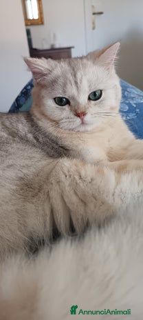 British gatti - Annuncio 6