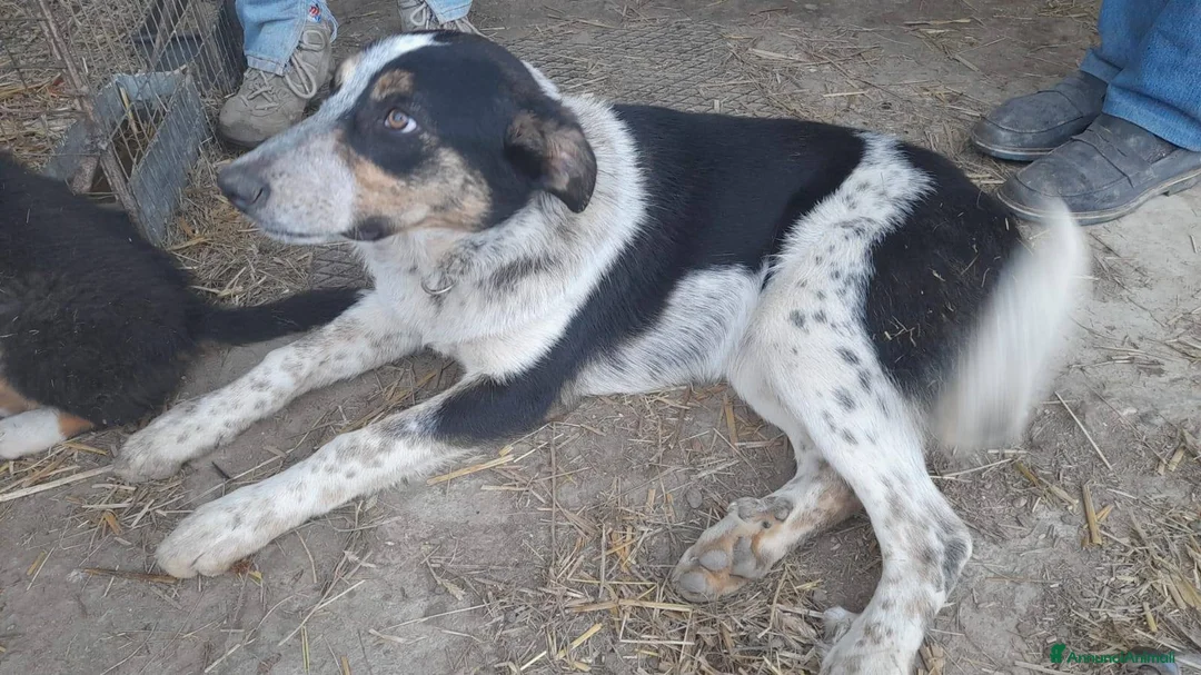 Meticcio cani in regalo: Dolce Kiki aspetta una FAMIGLIA vera!!!! - Annuncio 5