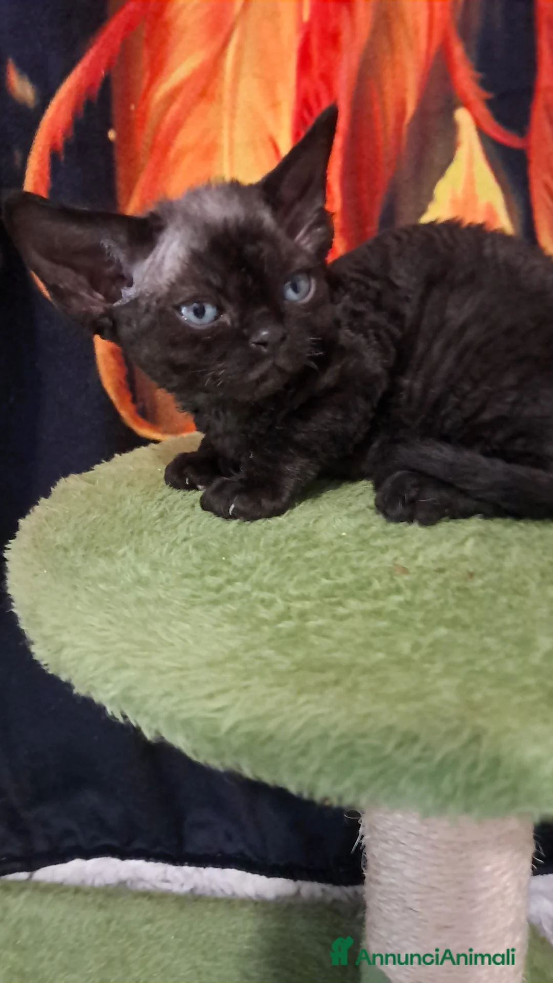 Devon Rex gatti in vendita: Cuccioli devon rex - Annuncio 2