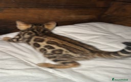 Bengala gatti in vendita: Cucciole di Bengal con Pedigree a Provincia di Asti - Immagine 15