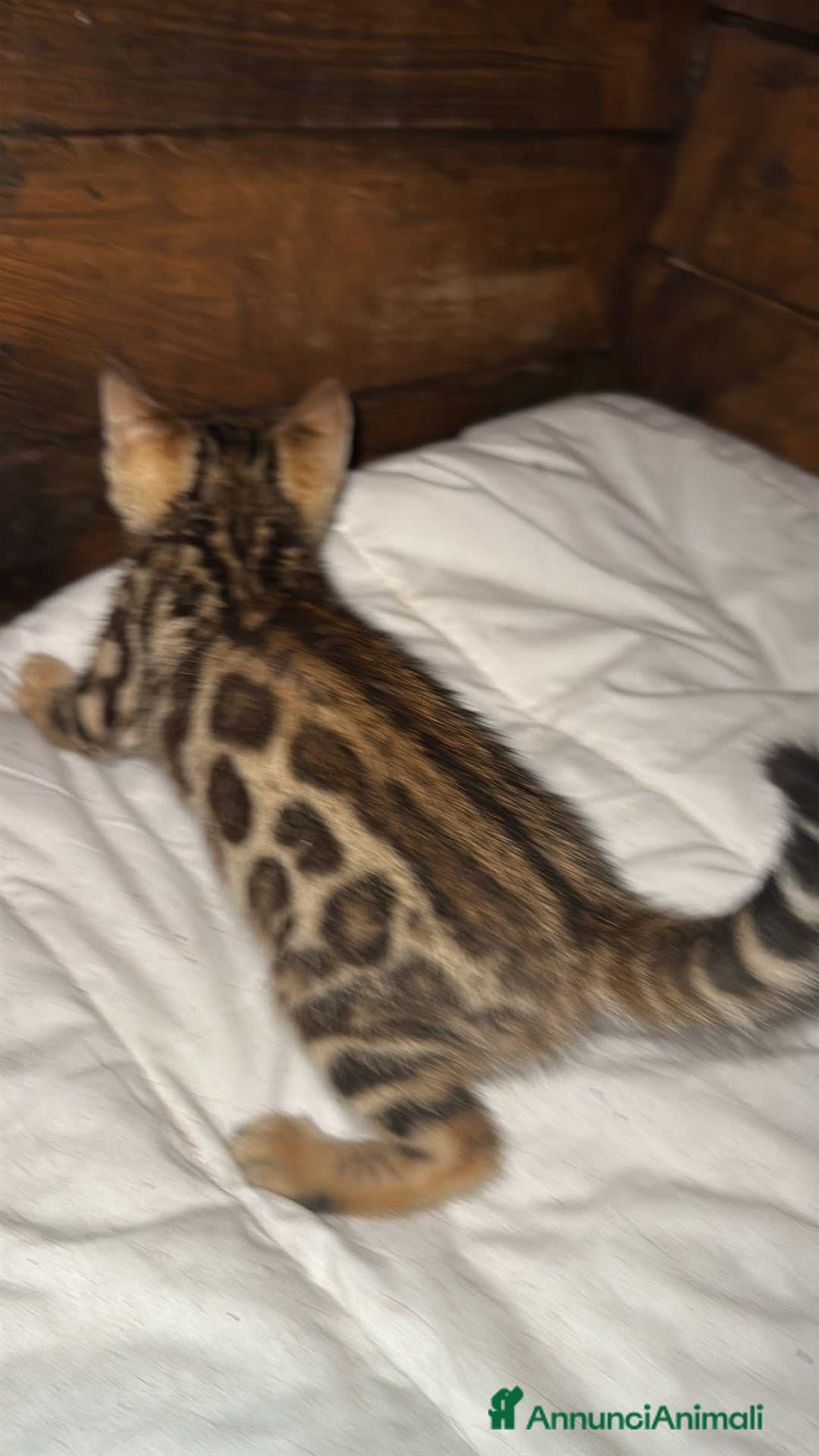 Bengala gatti in vendita: Cucciole di Bengal con Pedigree a Provincia di Asti - Immagine 15