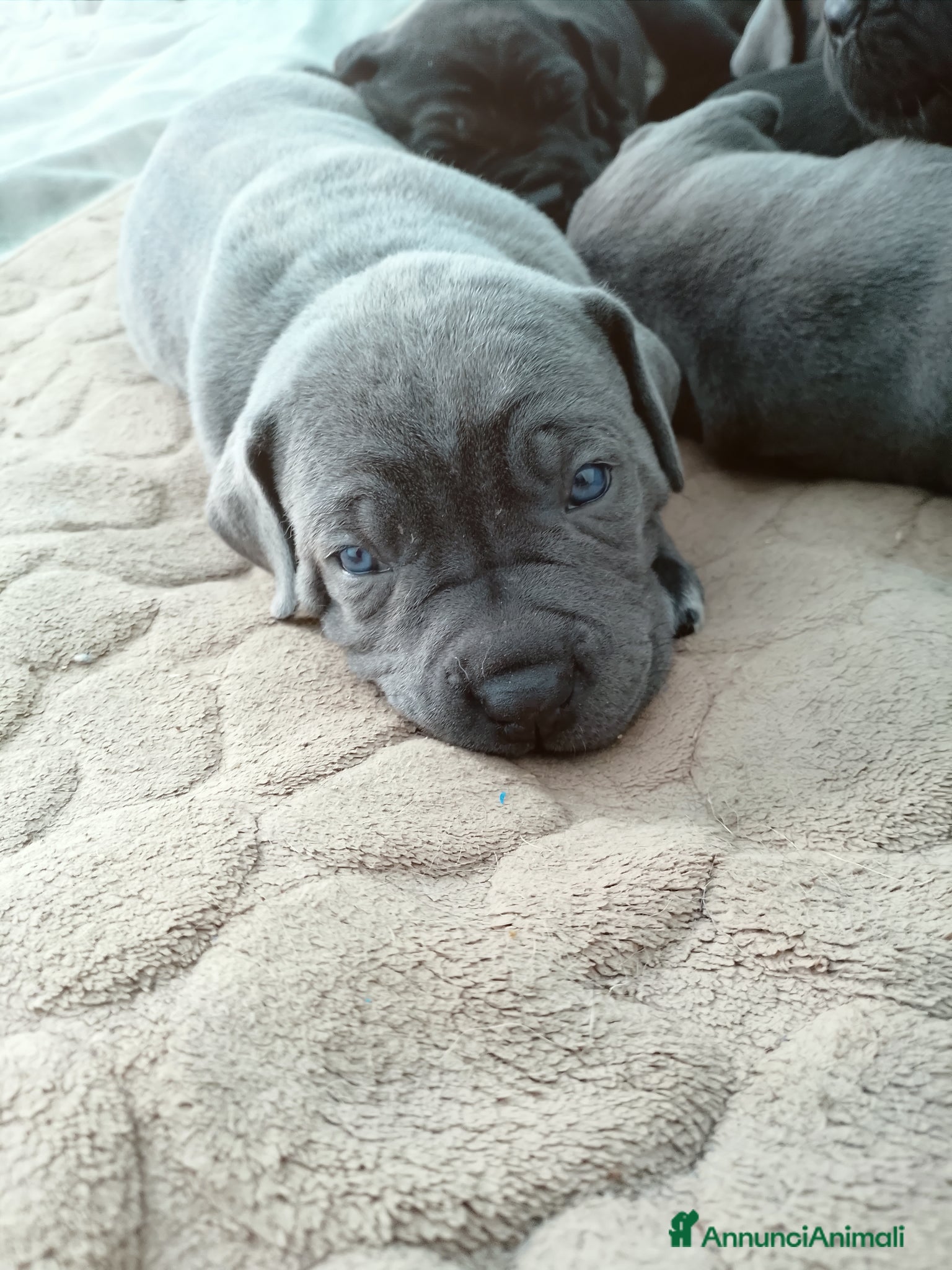 Cane Corso cani Cuccioli di cane corso - Annuncio 4