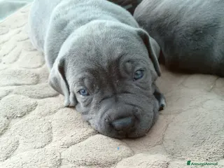 Cane Corso cani Cuccioli di cane corso - Annuncio 4