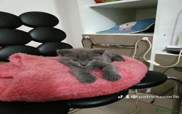 Certosino gatti in vendita: Cuccioli di CERTOSINO PURISSIMI a Metropolitan City of Milan - Immagine 12