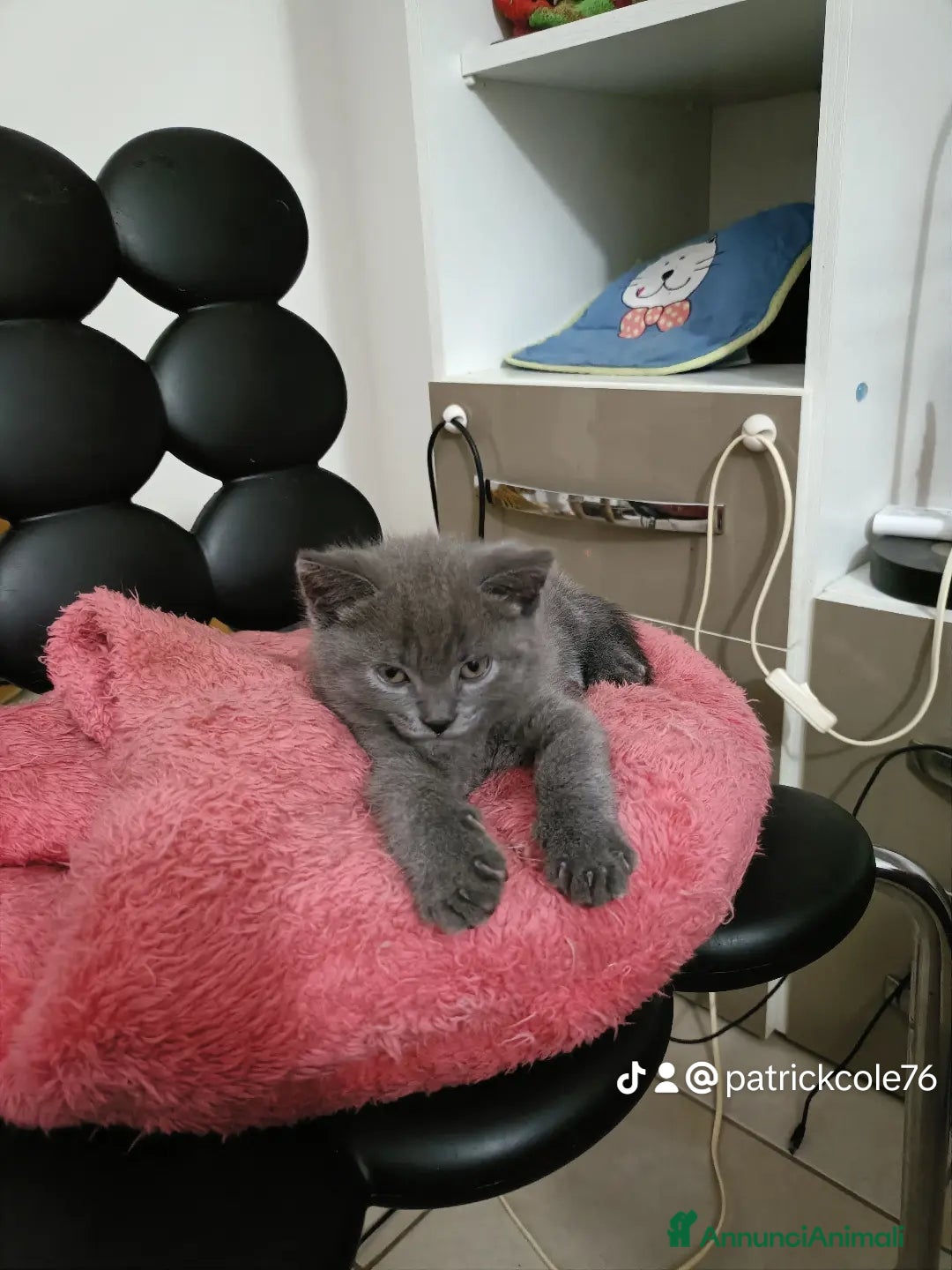 Certosino gatti in vendita: Cuccioli di CERTOSINO PURISSIMI a Metropolitan City of Milan - Immagine 12