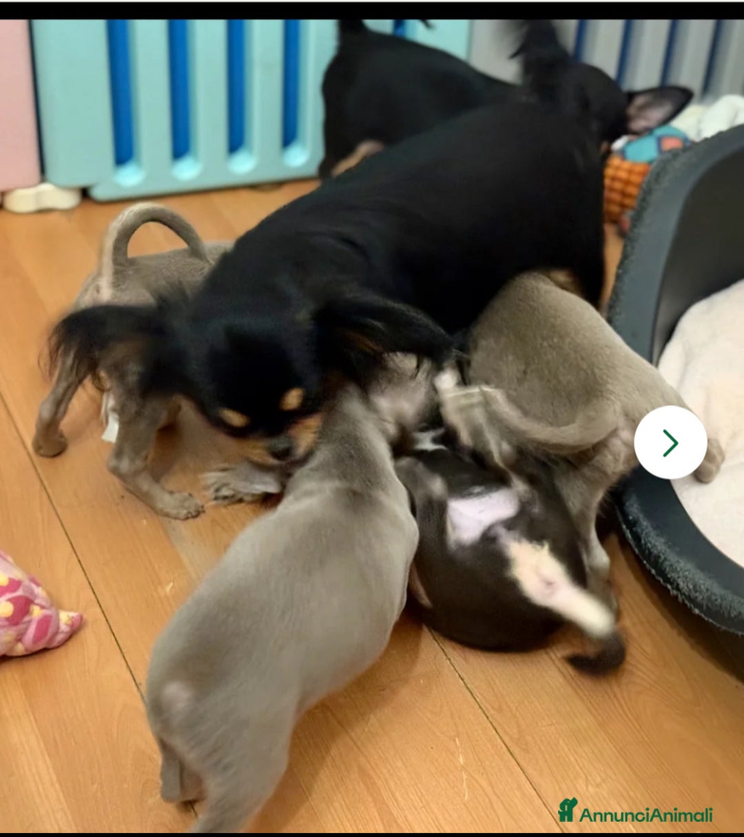 Chihuahua cani in vendita: Chihuahua lilac  - Annuncio 4