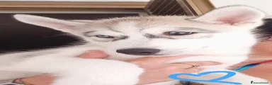 Husky 2