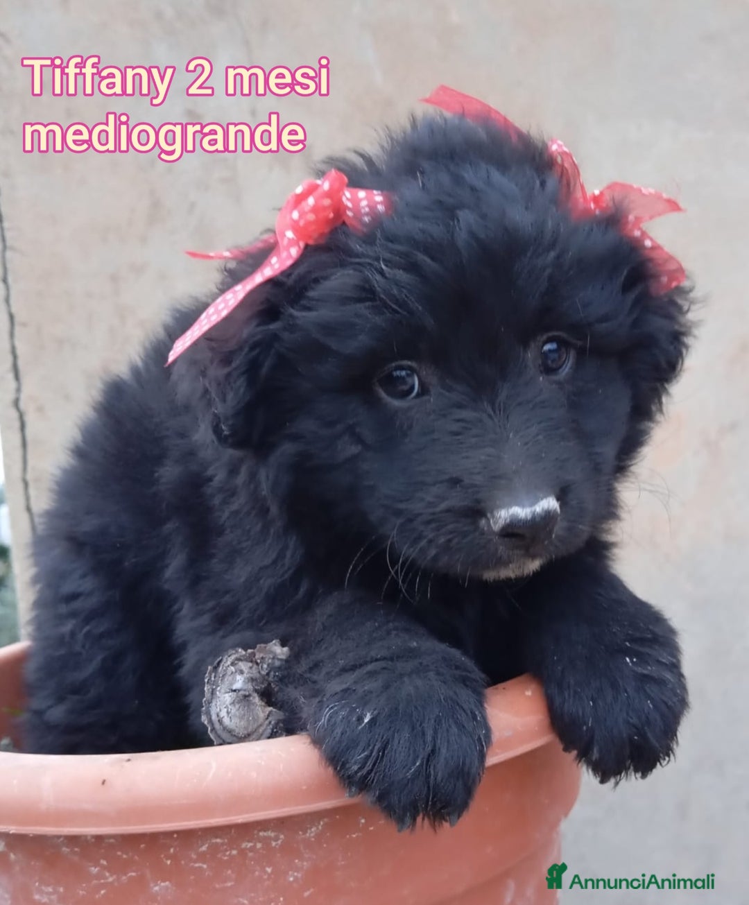Meticcio cani in regalo: CUCCIOLI ABBANDONATI: EMERGENZA  - Annuncio 5