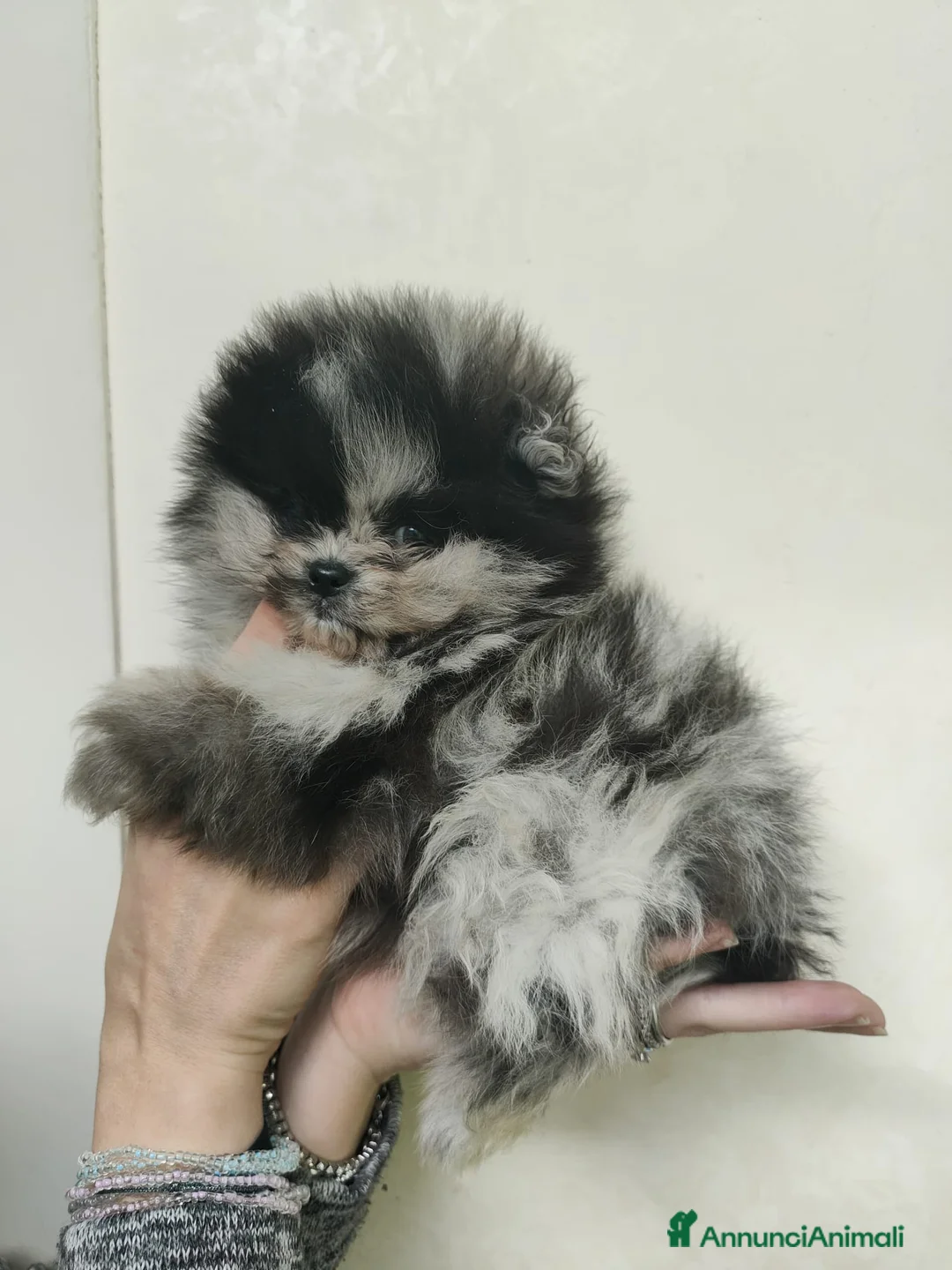 Volpino Pomerania cani in vendita: Pomerania merle - Annuncio 8