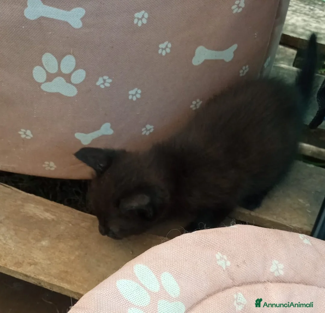 Meticcio gatti in regalo: Gattini per amare coccolare - Annuncio 2