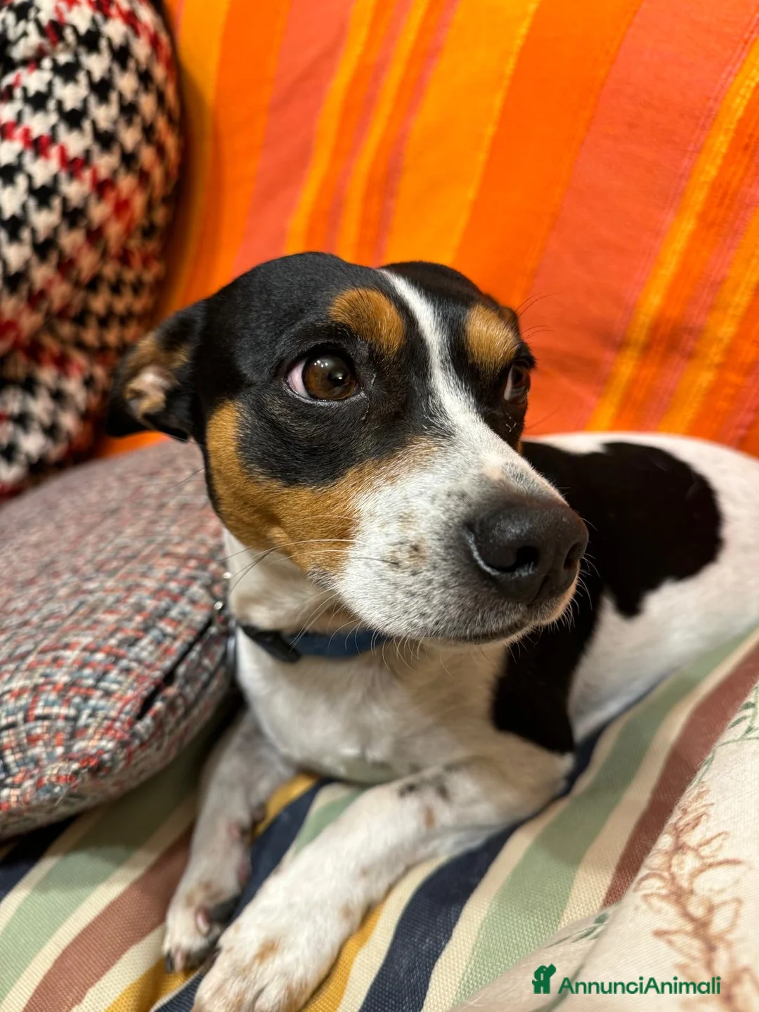 Jack Russell cani per accoppiamento: Mi chiamo Jack - Annuncio 2