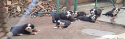 Bovaro del Bernese cani in vendita: Vendita cuccioli bovaro del bernese  - Annuncio 3
