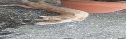 Altre razze gatti in regalo: Animali domestici  - Annuncio 3
