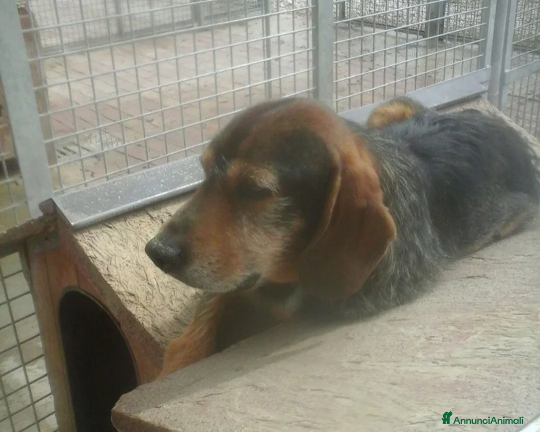 Meticcio cani in regalo: Arrivato in canile 6anni fa,1cane dimenticato a Milano - Annuncio 3