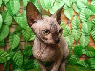 Sphynx gatti Cucciola di Canadian Sphynx - Annuncio 2