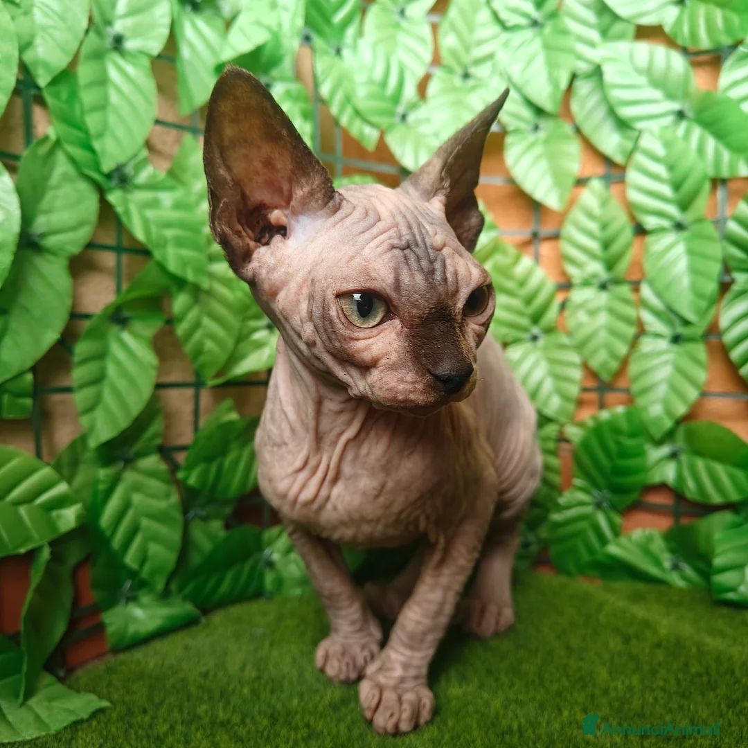 Sphynx gatti in vendita: Cucciola di Canadian Sphynx - Annuncio 1