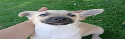 Meticcio cani in regalo: Milù  - Annuncio 9
