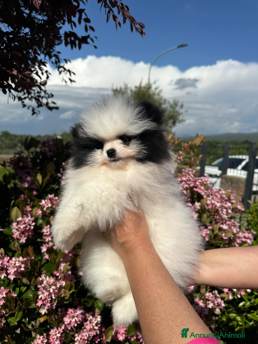 Volpino Pomerania cani in vendita: Volpini toy  - Annuncio 2