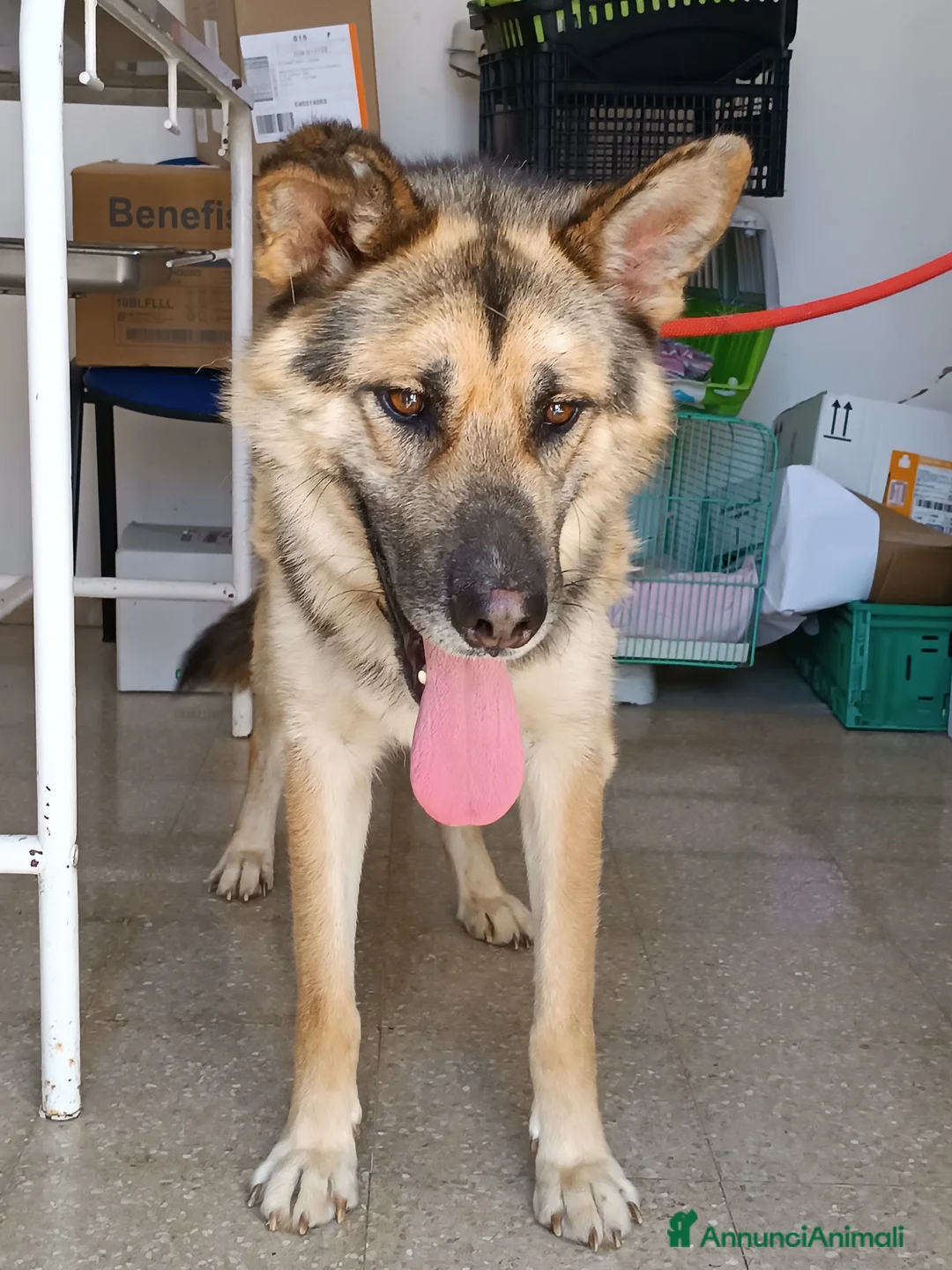 Pastore Tedesco cani in regalo: Strepitoso mix Pastore tedesco husky Whisky a Provincia di Latina - Annuncio 4