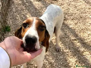 Segugio cani PENELOPE a Provincia di Siena - Annuncio 1