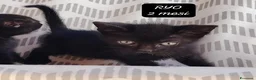 Altre razze gatti in regalo: Gattini destinati alla colonia! a Provincia di Ferrara - Annuncio 4