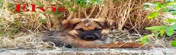 Meticcio cani in regalo: Locky ed Elvis dolcissimi cuccioli in adozione - Annuncio 10