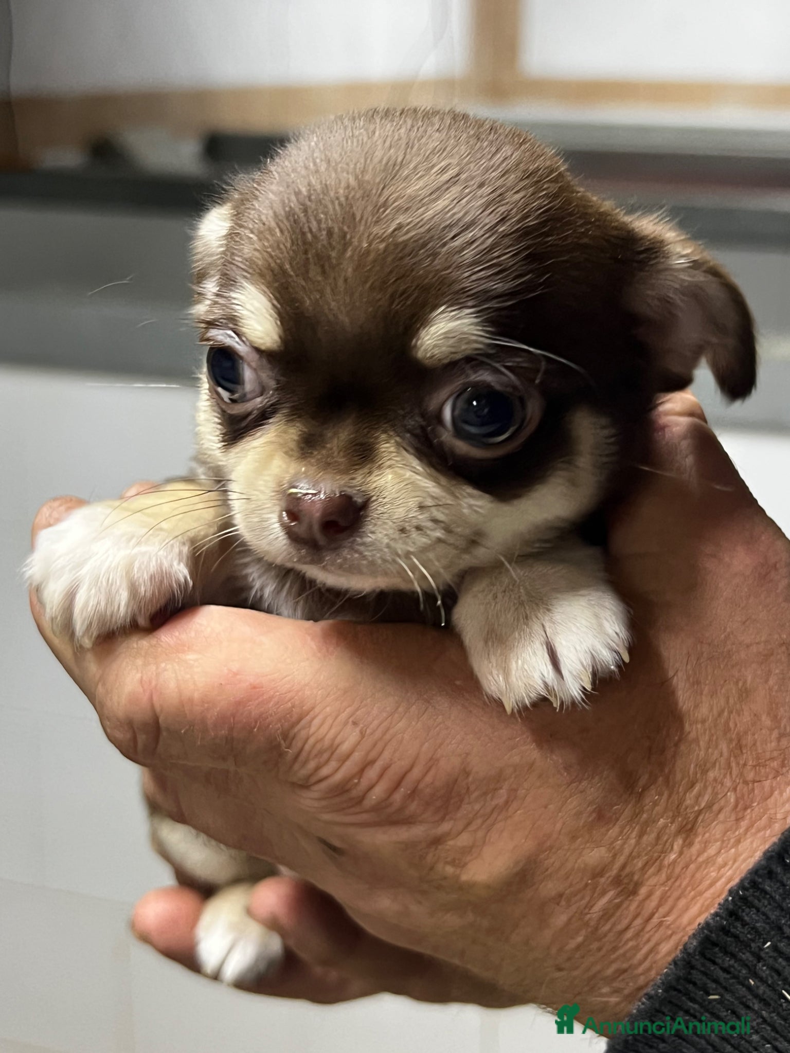 Chihuahua cani Chihuahua - Annuncio 16